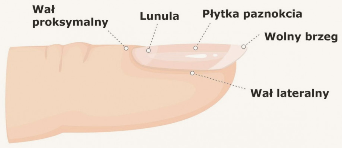 Budowa paznokcia widziana z góry: wał proksymalny, lunula, płytka paznokcia, wolny brzeg i wał lateralny