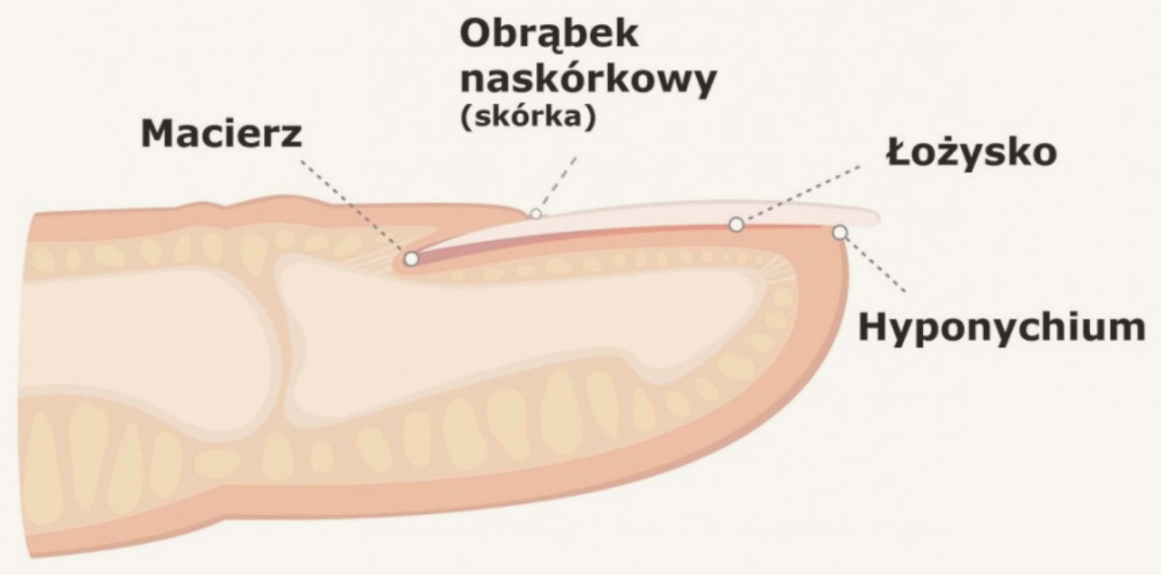 Przekrój paznokcia: macierz, obrąbek naskórkowy, łożysko i hyponychium